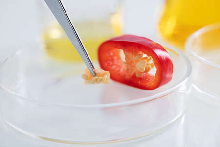 A closeup shot of tweezers holding seeds of a red bell pepper for an experiment at a lab