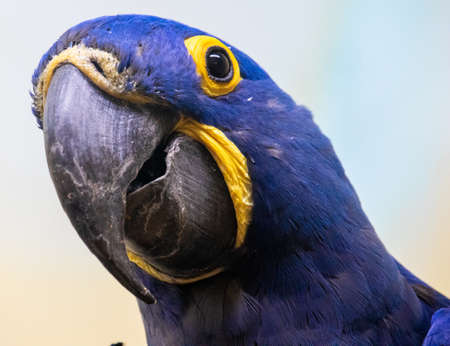 A closeup shot of a blue and yellow parrotの写真素材