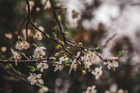 A closeup shot of a blooming sakura treeの写真素材