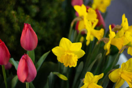 A closeup of yellow and red flowers with blurred background in New York City