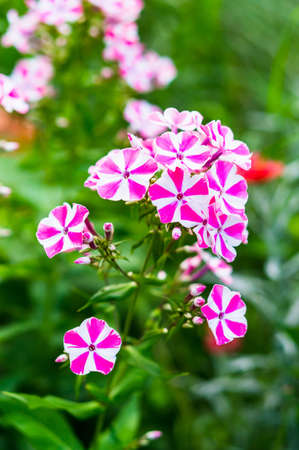A vertical selective focus shot of pink and white garden phlox flowers