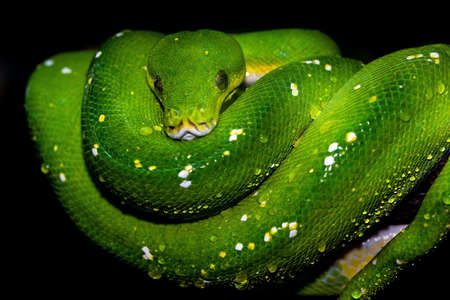 A closeup of an Emerald tree boa under the lights with a dark background