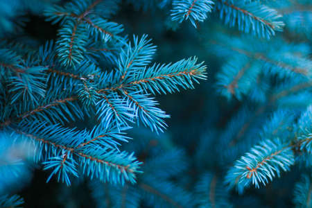 Close-up of a pine tree branch in blue