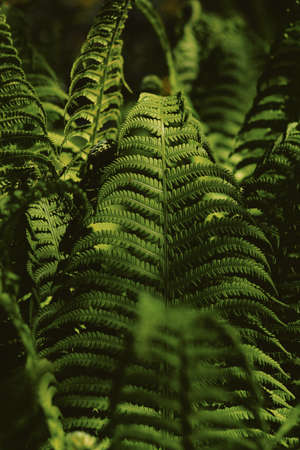 A closeup of a beautiful fern forest in a dark areaの写真素材