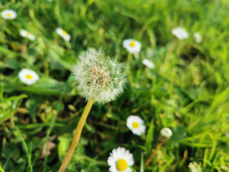 A selective focus shot of a dandelion in the field with oxeye daises
