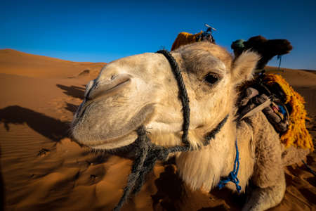 A closeup of a camel with saddle and sand dunes in the background at daytime