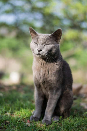 A close up shot of an adorable resting grey kitty in a blurry backgroundの写真素材
