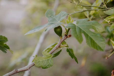 A closeup of a fig tree with fruits and leaves under the sunlight