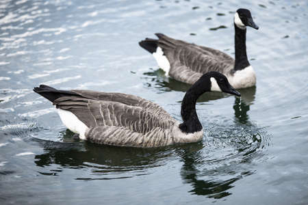 Two geese swimming in a lakeの写真素材