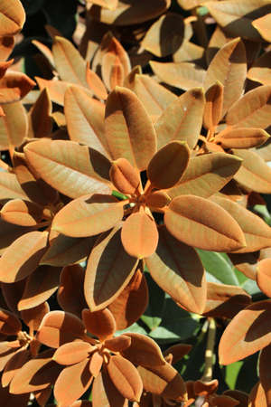 Rhododendron leaves with rusty look in full sunlight.