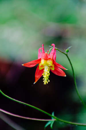 A closeup of a beautiful red columbine branch growing in the garden with a blurred backgroundの写真素材