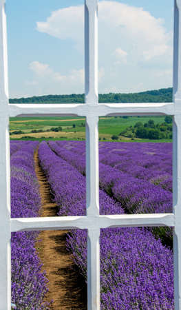 A vertical shot of a lavender field seen through a white window frameの写真素材