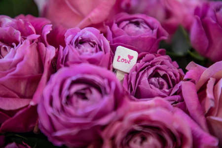 Beautiful pink roses - Valentine's Day stock image.