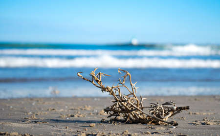A closeup shot of driftwood with blue sea in the backgroundの写真素材