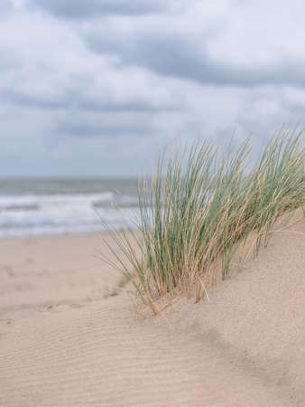 A vertical shot of the seashore with grass on the side on a cloudy weatherの写真素材
