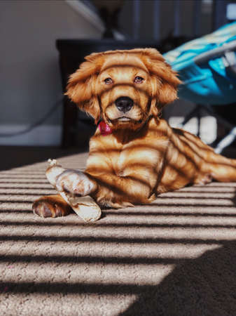 A domestic cute Golden Retriever laying on the floor and holding his chew toy under a window with shadow lines on himの写真素材