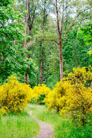 The beautiful scenery of an amazing wild forest with breathtaking greeneryの写真素材
