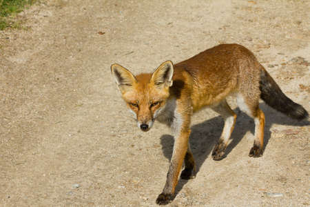 A  brown fox on a dirt path with an intense look on his face
