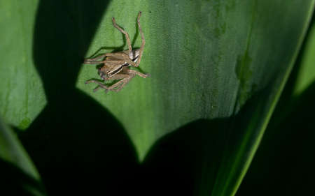 A black and white striped spider hunting for prey in a wide leafed plant. Shot in the Maltese countryside.の写真素材