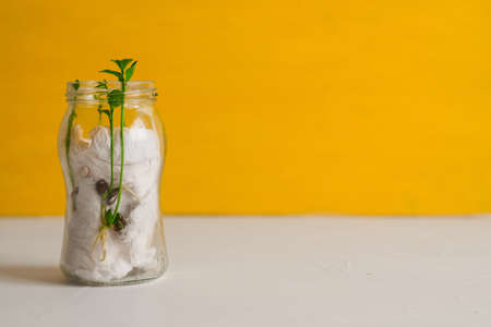 A closeup shot of grwoing plants in a glass container on a yellow backgroundの写真素材