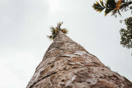 A tall exotic tree shot from a low angle on a tropical islandの写真素材