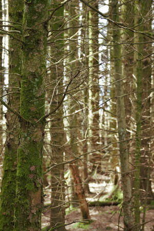 A vertical shot of dry bare trees covered by moss in the forest