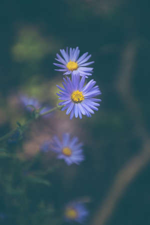 Closeup of beautiful lilac flowers in a forest with blurred backgroundの写真素材