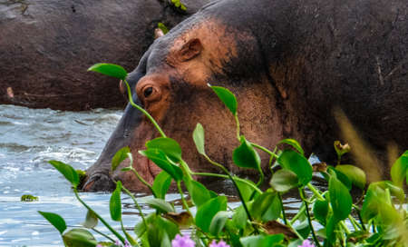 A closeup of a hippo drinking water near a plant