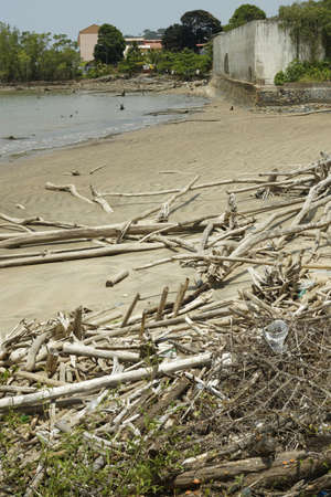 sand beach with accumulated woody debris,  Cayenne, capital of French Guiana.
