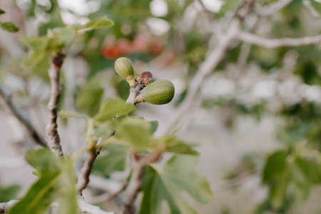 A closeup of a fig tree with fruits and leaves under the sunlightの写真素材