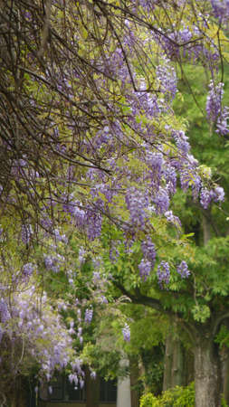 A tree of beautiful purple Chinese wisteria flowers on a blurred backgroundの写真素材