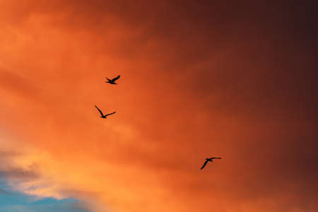 A low angle shot of the silhouettes of birds flying under a cloudy sky during a beautiful sunset - great for wallpapersの写真素材