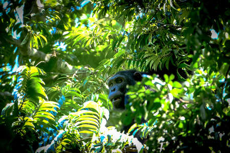 A monkey in the middle of tree branches and green leaves on a sunny day