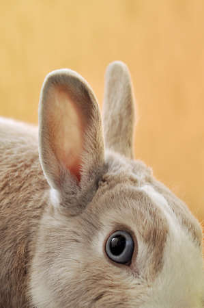 A vertical closeup shot of a rabbit eye with blurred orange background