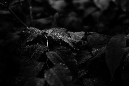 dew on leaves while the sun comes upの写真素材