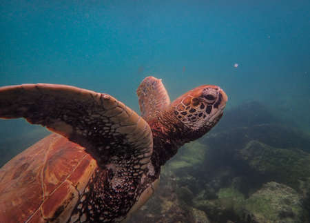 A beautiful shot of a hawksbill sea turtle swimming underwater