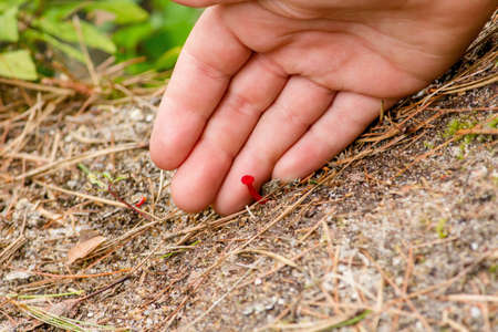 A closeup of a hand holding up a small red mushroom in the forestの写真素材