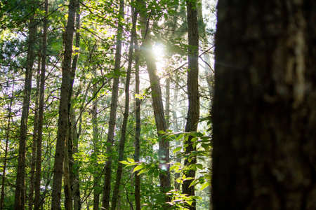 A sun shining thru the forest trees