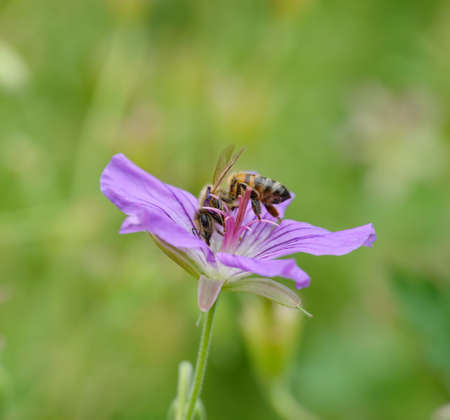 A beautiful shot of two bees collecting pollen from a purple flowerの写真素材