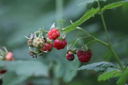 A closeup of unripe raspberries surrounded by greenery in a field with a blurry background