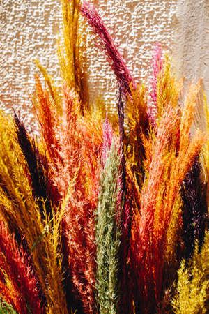 A vertical shot of colorful plants with a white wall on the backgroundの写真素材