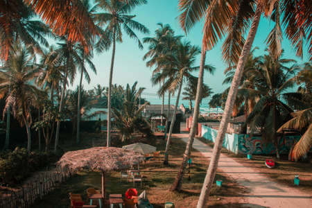 Tall palm trees in a village with small houses and a pathway in South East Asia