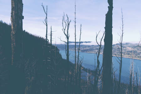 A beautiful shot of a lake from a dark forest