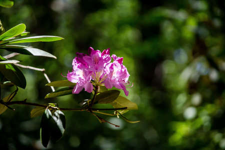 A closeup of a beautiful purple flower with blurred natural backgroundの写真素材