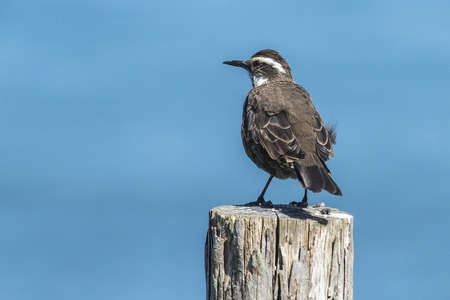 The small brown Stout-billed cinclodes bird standing on the woodの写真素材