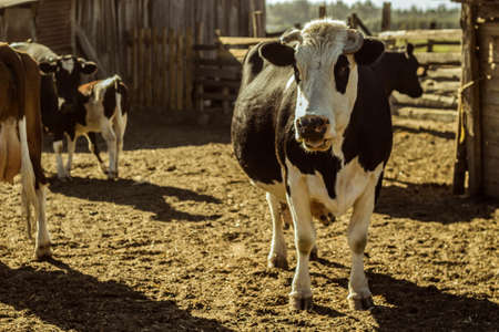 The black and white cows in the pasture on a sunny dayの写真素材