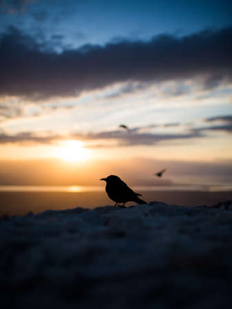 A silhouette of a bird resting on a rock with the beautiful sunset in the background