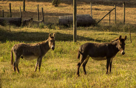 Two donkeys staring at the camera standing in the pastureの写真素材