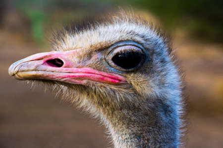 A close up shot of an ostrich in a blurry backgroundの写真素材