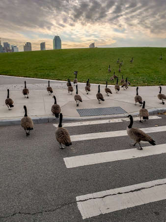 A vertical shot of many Canadian geese running free in a city during daylightの写真素材